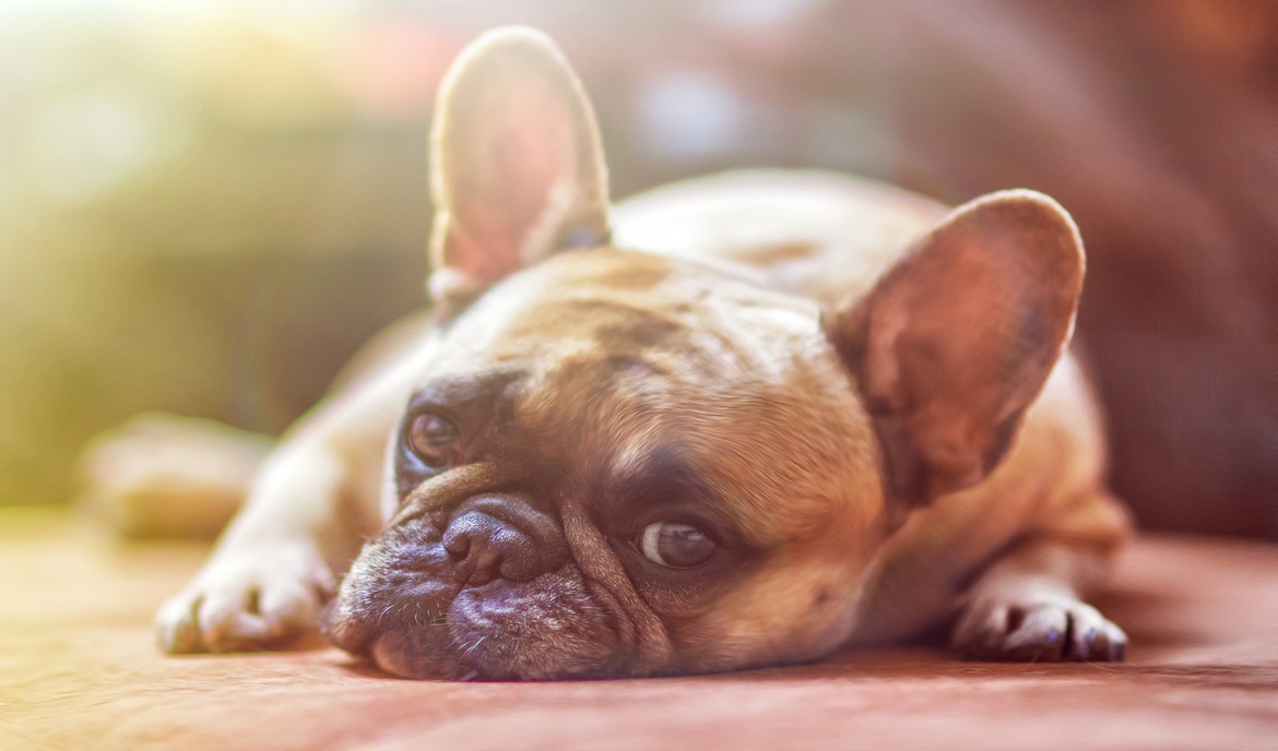 Waarom hondenroos vaak niet met crèmes behandeld kan worden
